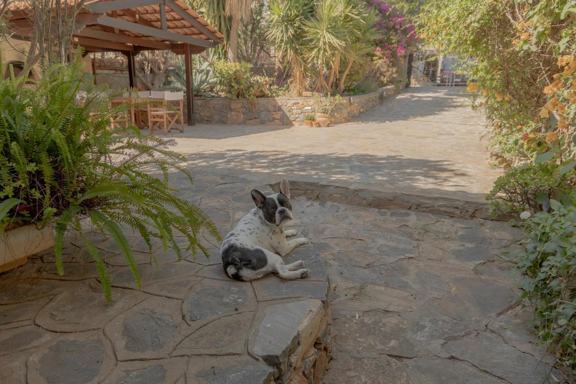 Private Pet Friendly Villa Agios Nikolaos Buitenkant foto